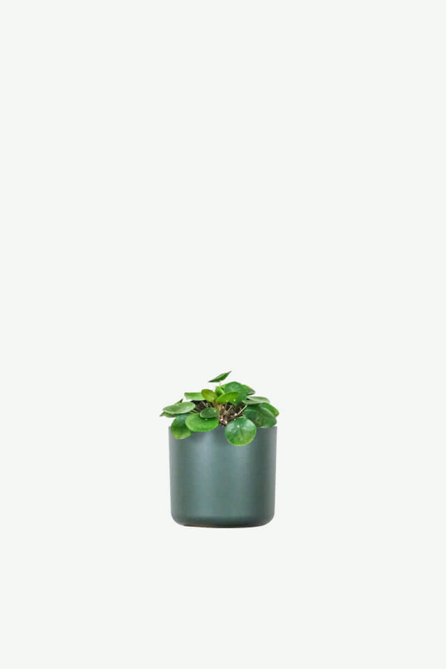 plants ecommerce product featured img 12 plants ecommerce product featured img 12